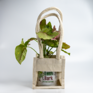 Syngonium Pink – The Blushing, Fast-Growing Pink Arrowhead - Image 6