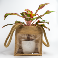 Aglaonema Pink – The Effortless Pop of Color - Image 5