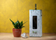 Green Aralia – The Elegant Symbol of Growth & Prosperity - Image 3