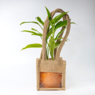 Song of India – The Vibrant Purifier for Luck & Success - Image 8