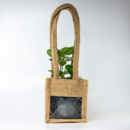 Green Ficus – The Elegant Purifier for Peace & Mental Balance