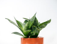 Snake Plant – The Indestructible Oxygen-Booster & Luck Magnet - Image 6