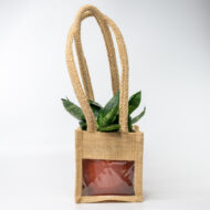 Snake Plant – The Indestructible Oxygen-Booster & Luck Magnet - Image 7